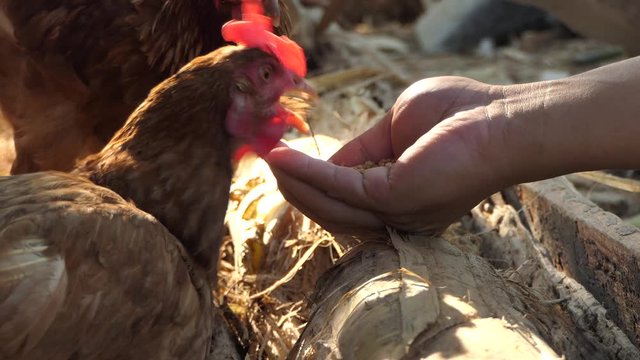The male and female chicken feed find food