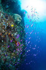 Fototapeta na wymiar beautiful reef and fish