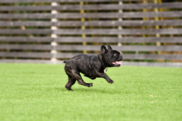 フレンチブルドッグ