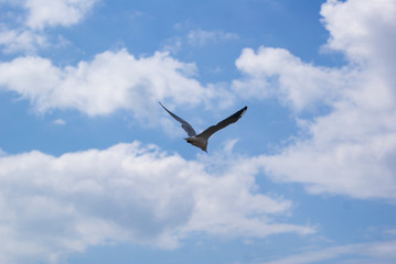 Fototapeta na wymiar Sea gull flying against a blue sky with white clouds, close-up.