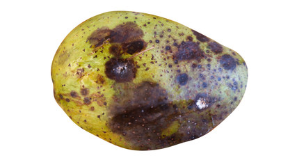 Bad mango on a white background Clipping Path  
