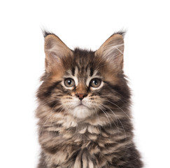 Obraz premium Maine Coon kitten