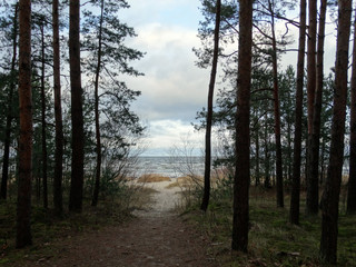 ROAD TO THE SEA THROUGH DUNES PAST PINE AND BUSHES