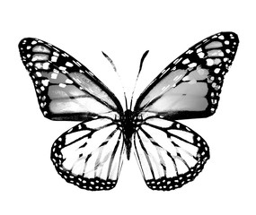 Watercolor butterfly , isolated on white background. Black and white