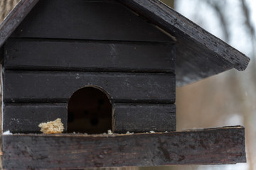 a pigeon feeder in the form of a wooden house hangs on a tree in winter. a piece of bread lies on the manger.