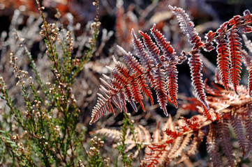 Frozen fern in french forest