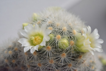 The white cactus flower on tree.