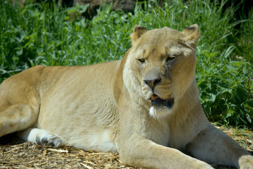 African lion, Panthera leo, yawning and prowling in grassland