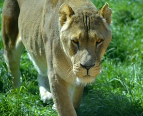 African lion, Panthera leo, yawning and prowling in grassland