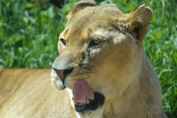 African lion, Panthera leo, yawning and prowling in grassland
