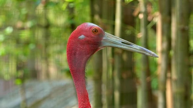 Adult sarus crane bird with red head is appearing and hiding again on green blurred forest background. Close up view of grey bird in nature habitat.
