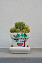 Cactus in flowerpot over gray background.