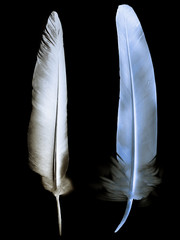Beautiful color feather isolated on black