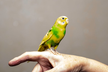 a yellow-green wavy parrot sits on the man s hand