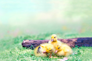 倒木と3羽のアヒルの雛。赤ちゃん、癒し、自然、環境イメージ