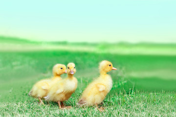 草原を散歩する3羽のアヒルの雛。癒し、赤ちゃん、子供、環境、自然イメージ