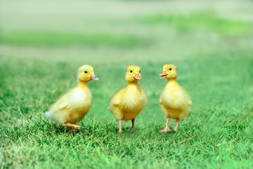 草原を散歩する3羽のアヒルの雛。癒し、赤ちゃん、子供、環境、自然イメージ