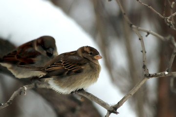 sparrow on branch