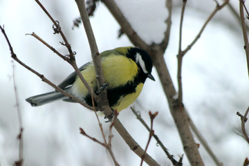 great tit on branch