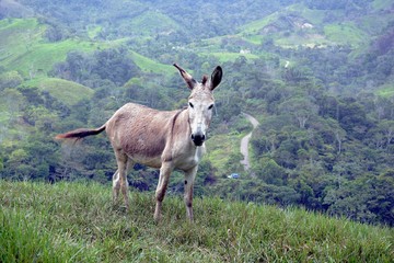 burro on the mountain