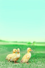 草原を散歩する3羽のアヒルの雛。癒し、赤ちゃん、子供、環境、自然イメージ