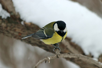 great tit on branch