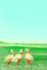 草原を散歩する3羽のアヒルの雛。癒し、赤ちゃん、子供、環境、自然イメージ