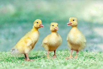 草原を散歩する3羽のアヒルの雛。癒し、赤ちゃん、子供、環境、自然イメージ