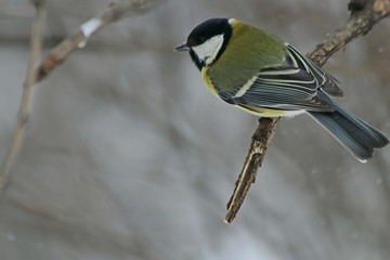 great tit on branch