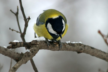 great tit on branch