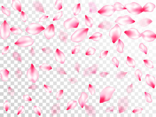 Obraz na płótnie Canvas Pink cherry blossom petals isolated