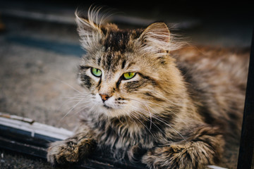 Gray cat sits on the ground. Homeless cat with bright green eyes