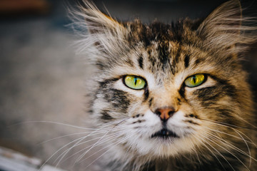 Gray cat sits on the ground. Homeless cat with bright green eyes