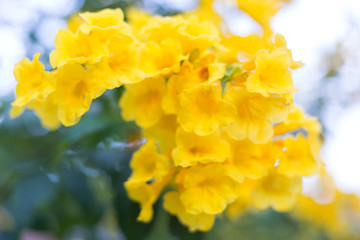 Blur yellow flowers background. Defocused tropic blossom.