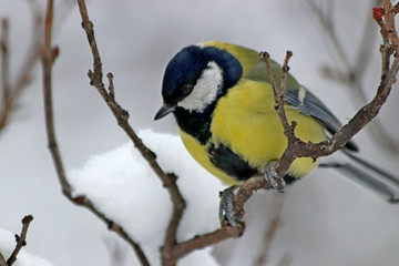 great tit on branch