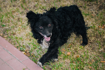 A stray black dog walks through the grass