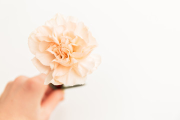 hand holds a beige or pink large peony or clove bud on a white background as a blank for advertising text