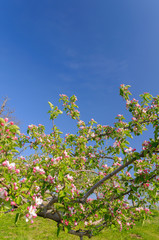 りんごの花