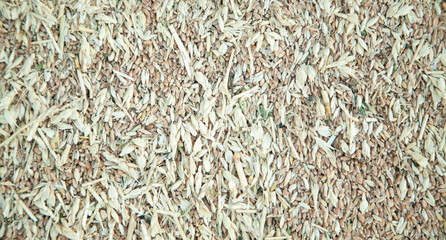 Wheat grain background. Summer time