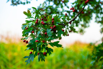 Dog-rose brunch on a field with sky background