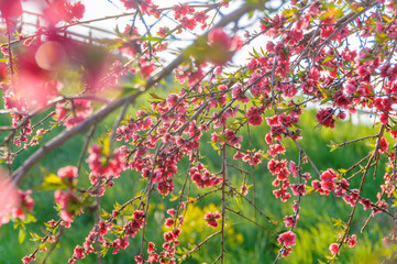 ハナモモの花