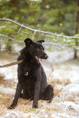 Beautiful black mongrel dog of medium size.