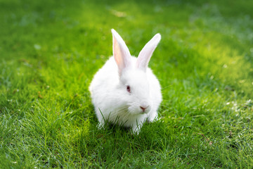 Cute adorable white fluffy rabbit sitting on green grass lawn at backyard. Small sweet bunny walking by meadow in green garden on bright sunny day. Easter nature and animal bokeh background