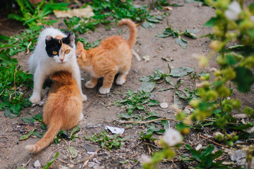 Three-colored cat with beautiful yellow eyes feeds kittens. Kittens with their mom. Cat family