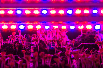 Fototapeta na wymiar Sprouts of lettuce close up grow under the pink light of phytolamps in the kitchen