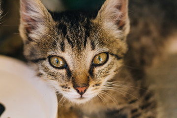 Motley kitten. Little homeless fluffy kitten sitting on the street