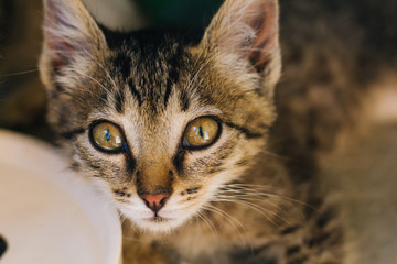 Motley kitten. Little homeless fluffy kitten sitting on the street