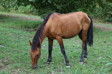 portrait of brown horse grazing in a meadow . horse on a leash eating grass closeup . Single brown local mountain horse tied up with tree trunk eating green grass outdoors .