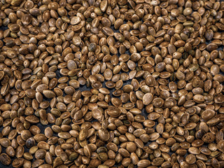 cannabis or marijuana seeds