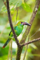 Crimson-rumped Toucanet - Aulacorhynchus haematopygus, beautiful green toucanet from South American forests, Amagusa, Ecuador.